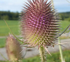 Teasel Seed (Dipsacus fullonum)