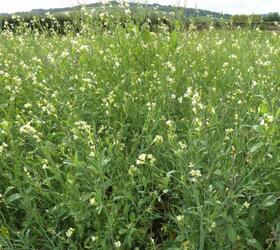 Texsel Greens Seed (Brassica carinata)