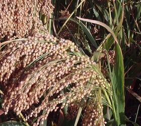 Top Flush Millet Mixture