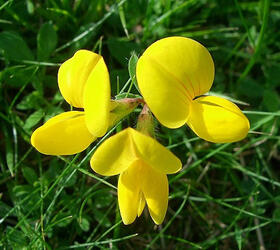 Birdsfoot Trefoil Seed (Agricultural)