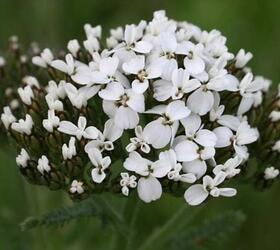 Yarrow Seed (Agricultural)