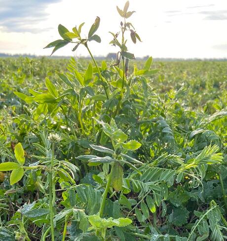 EnviroSeeds Winter N-Fixer Cover Crop Mixture