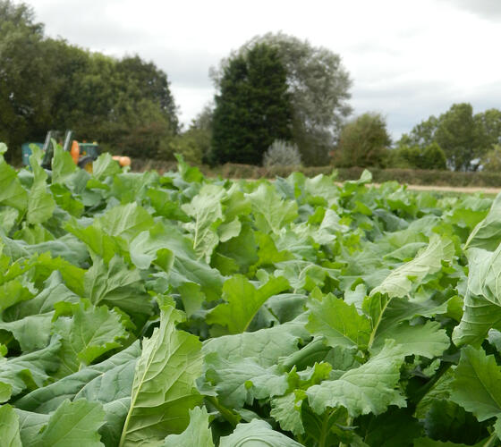 UNICORN Hybrid Brassica Seed