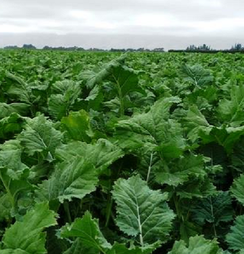 BOMBARDIER Kale Seed