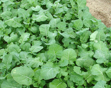 Ethiopian Mustard Seed (Brassica carinata)