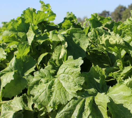 AVALON Stubble Turnip