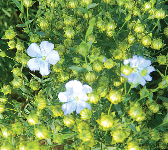 Linseed Seed (Linum usitatissimum)