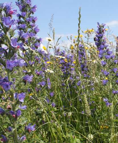 FSBP 100%: Bee and Butterfly Wildflower Seed Mixture