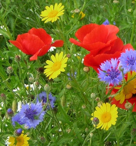 FS9M 80/20%: Cornfield Annuals Wildflower Seed Mixture