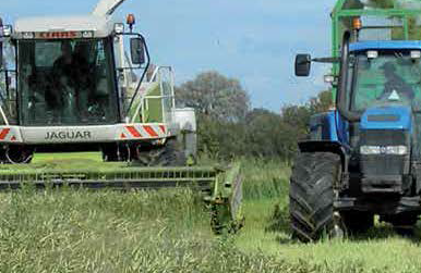 Rapid Root Seed Mixture