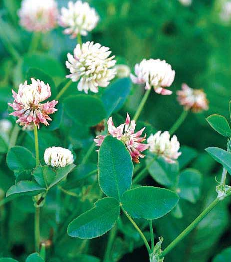 Alsike Clover Seed (Trifolium hybridum)