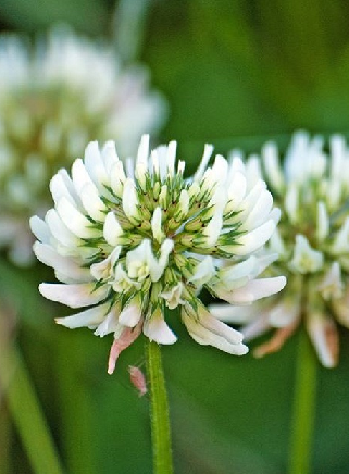 White Clover Seed (Trifolium repens)