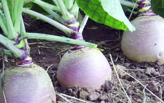 MONRO Fodder Beet Seed