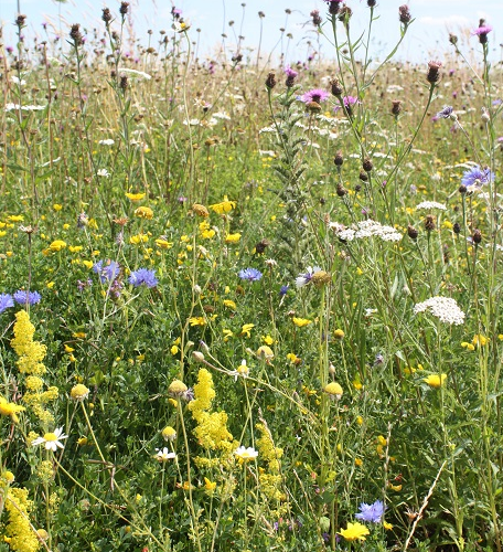 FSXM 70/30%: Dual Purpose Wildflower Seed Mixture