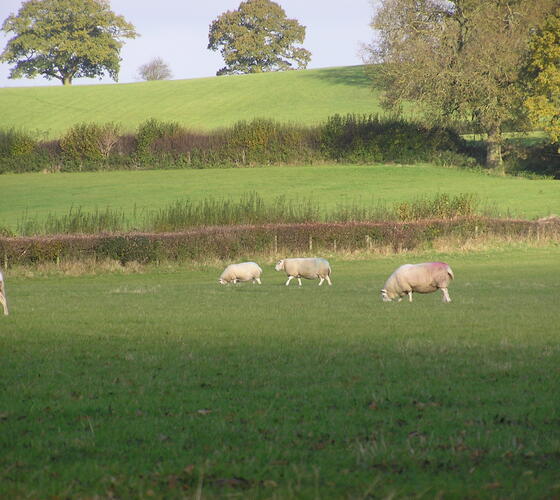 FS Permanent Pasture - 5 year + Ley Mix (without Clover)  Grass Seed Mixture