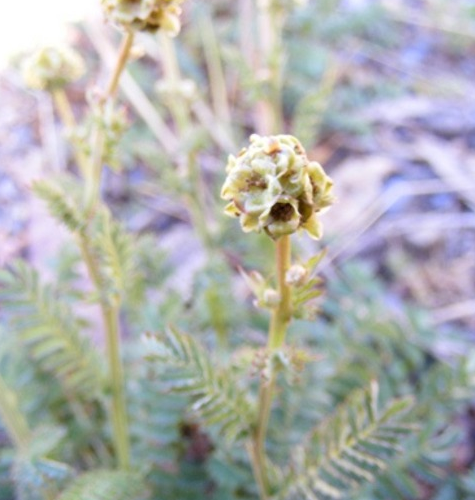 Sheeps Burnet Seed (Agricultural)