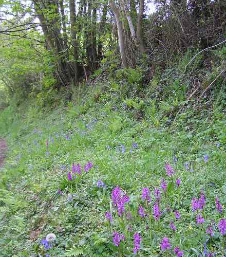 FS8P 100%: Woodland and Heavy Shade Wildflower Seed Mixture