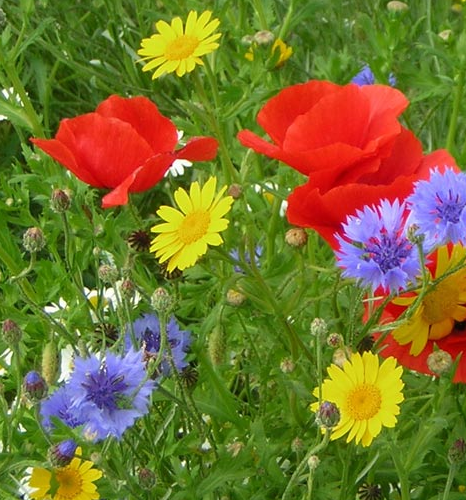 FS9P 100%: Cornfield Annuals Wildflower Seed Mixture