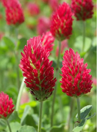 Crimson Clover Seed (Trifolium incarnatum)