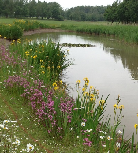 FS6P 100%: Wetland & Pond Edge Wildflower Seed Mixture