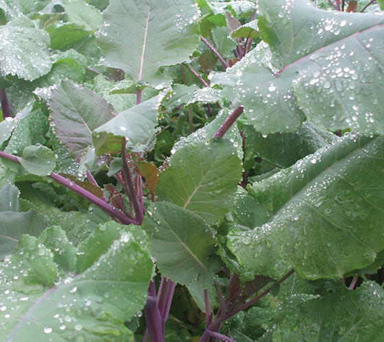 CARBON Kale/Mustard Hybrid Seed