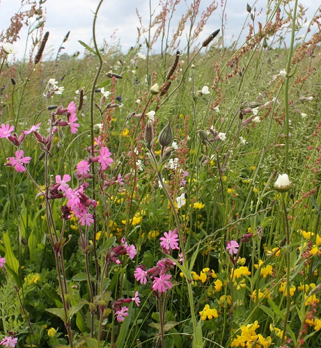 FSRE 100%: Restore and Enrich Wildflower Seed Mixture