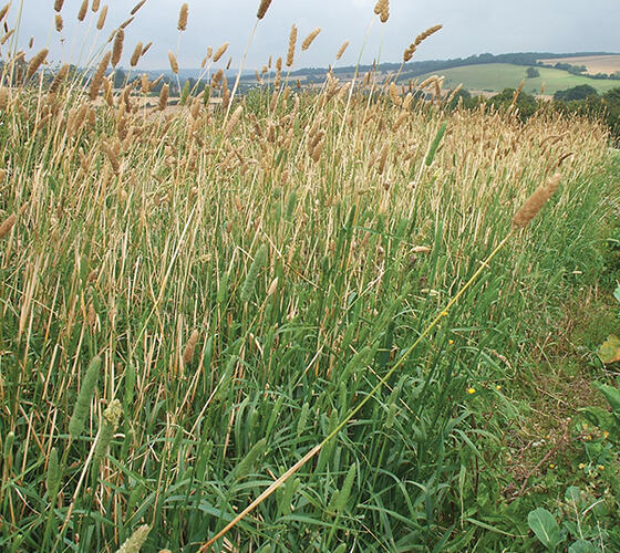 Canary Grass Seed (Phalaris aquatica)