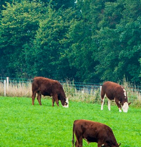 Aber High Sugar Grass Seed - Dual Purpose (without Clover)