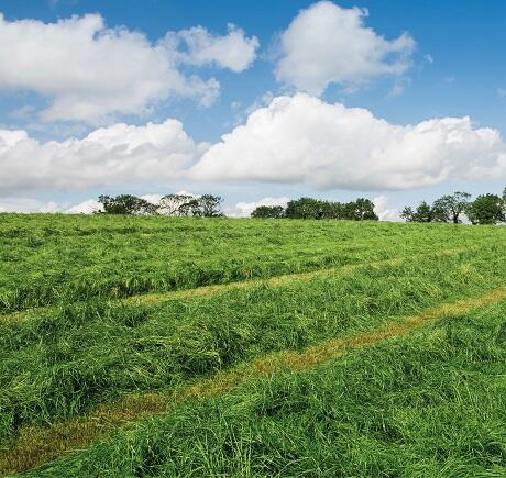 Arable Silage Seed Mix 1