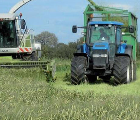 Arable Silage Seed Mix 4