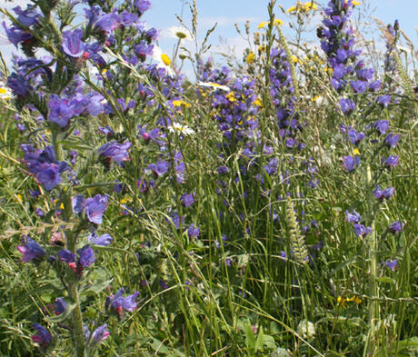 FS10P 100%: Coastal Areas Wildflower Seed Mixture