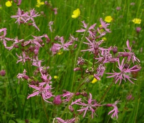 FS11P 100%: Acidic Soils Wildflower Seed Mixture