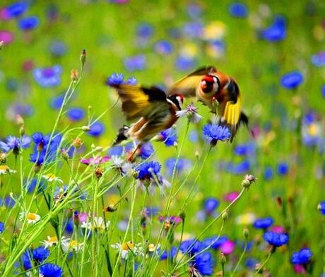 FS14P 100%: Wild Bird Wildflower Seed Mixture