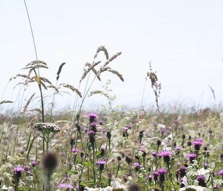 FS2M 80/20%: Chalk and Limestone Soils Wildflower Seed Mixture