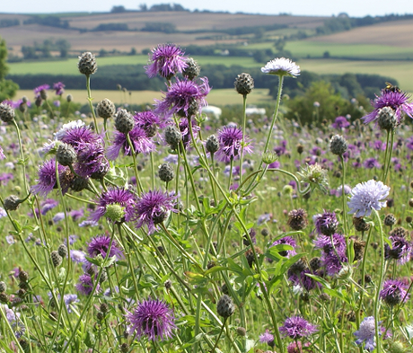 FS5P 100%: Heavy Clay Soils Wildflower Seed Mixture