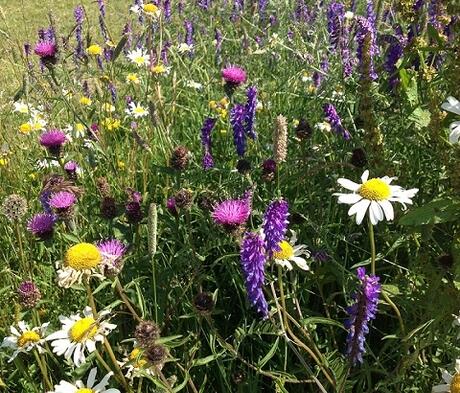 FS7P 100%: Hedgerow and Light Shade Wildflower Seed Mixture