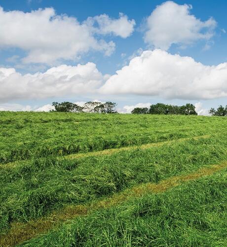 Bio Cutting Grass Seed Mixture