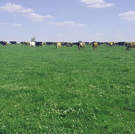 Bio Pasture Grass Seed Mixture