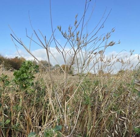 AHL2 / AB9 2 Year Wild Bird Mix: Grey Partridge (FS10/GP)