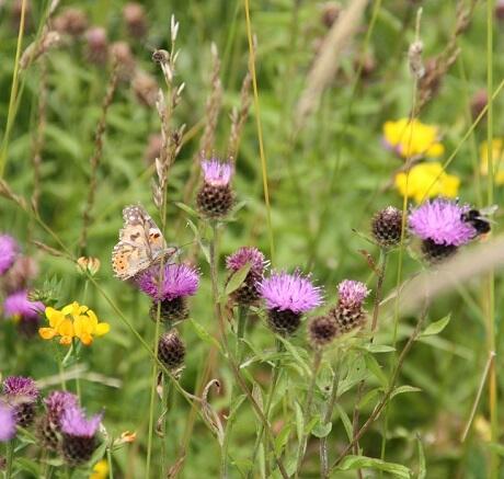 IPM2 / AB8 Wildflower Meadow Seed (FS3)