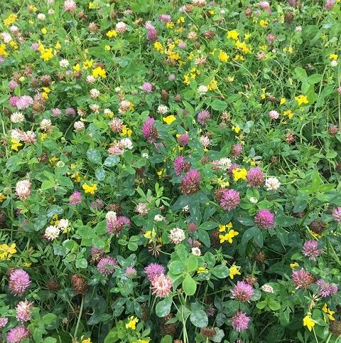 AHL1 / AB1 - 3 Year Nectar Flower Mix: Enhanced (FS5)