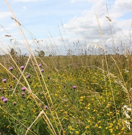 NUM3 / AB15 2-3 Year Sown Legume Fallow (FS6)