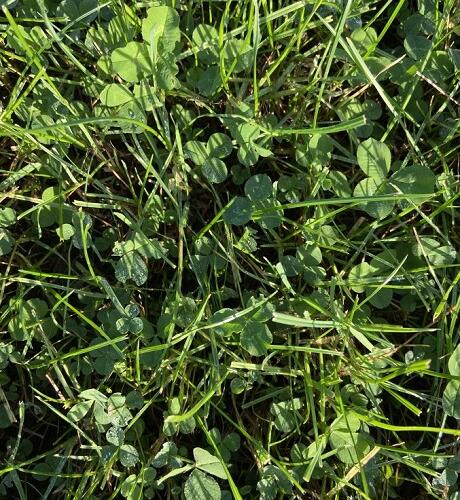 Dual Purpose Clover Seed Blend