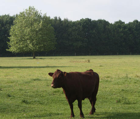 FS Cut and Graze - 3-5 Year Ley Mix (with Clover)  Grass Seed Mixture