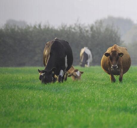 Aber High Sugar Grass Seed - Dual Purpose (with White Clover)