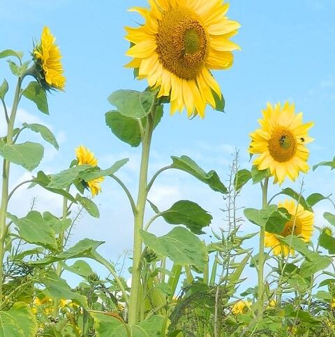 Dwarf Sunflower Seed