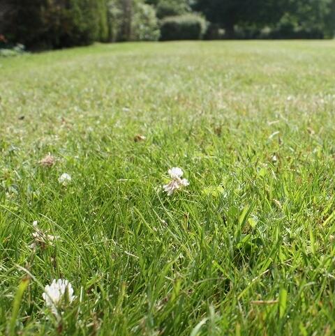 FS Eco-Clover Grass Seed