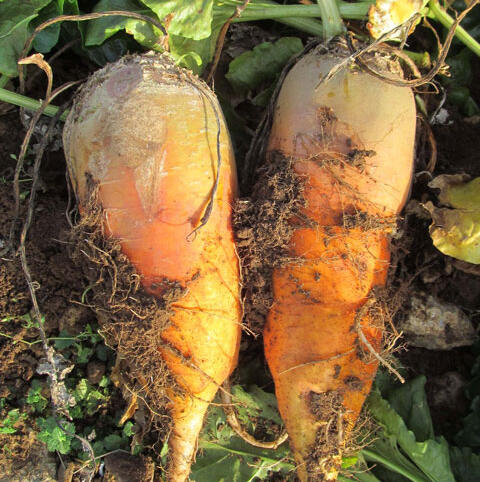 FELDHERR Fodder Beet Seed