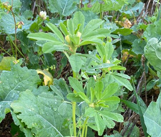 Fenugreek Seed (Trigonella foenum-graecum)