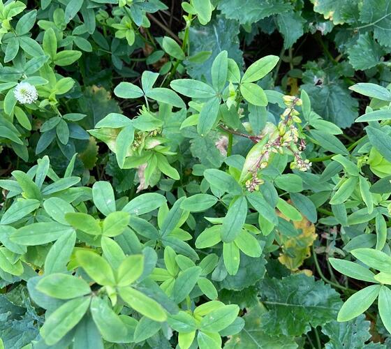 CIPM3 | IPM3 - Fix and Protect Companion Crop Seed Mixture